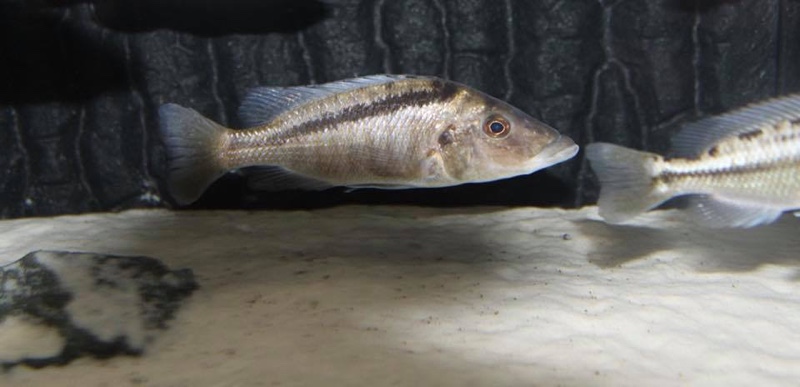 Mylochromis lateristriga 'Chimwalani Reef'